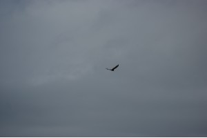 dsc00258.jpg